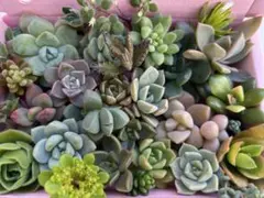 多肉植物　エケベリア　セダム