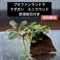 【送料無料】ブセファンランドラ クダガン ミニラウンド 水中葉のサムネイル