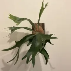 2025年最新】大株 ビカクシダの人気アイテム - メルカリ