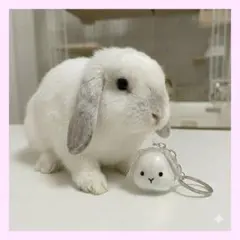 うさぎの毛玉入れ キーホルダー 垂れ耳 透明 シンプル 可愛い3Ｃ