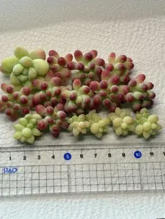 ③乙女心　トレレアシー　ビアホップ　セダムセット　カット苗　多肉植物