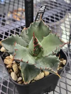 ⭐️激レア株⭐️ 桃花塢 HU PLANTS 産アガベ - メルカリ