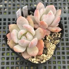 ミソップさん苗 ラウリンゼ×ラパス 葉挿し 多肉植物 - メルカリ