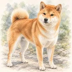 柴犬　水彩画風
