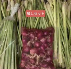 お得セット生レモングラス300g約+生ホムデン200g約お得セット。