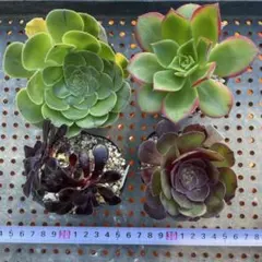 多肉植物 アエオニウム 4点セット - メルカリ