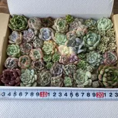多肉植物　寄せ植え　カット苗　詰め合わせのサムネイル