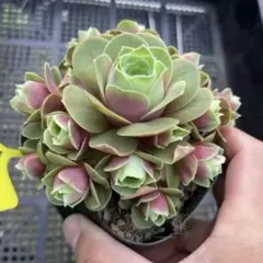 波姫紅薔薇　大群生　モリモリ　15頭以上　グリーノビア　多肉植物のサムネイル