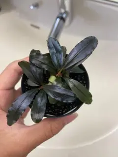 Bucephalandra sp.ダイヤモンドダスト カミハタ（神畑）Bucephalandra sp. ダイヤモンドダスト 2020年入荷
