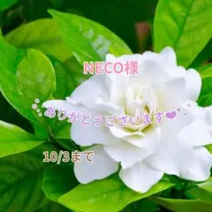 NECO様 おまとめパーツ(˘͈ᵕ ˘͈ *)♡