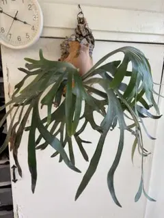ビカクシダ P.White mr.Oat 観葉植物のサムネイル