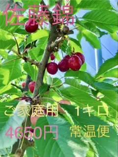 ⑤【常温便】山形県産 さくらんぼ 佐藤錦 ご家庭用 1キロバラ詰め
