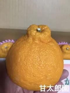 mico様。専用です( ◠‿◠ )