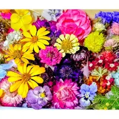 押し花 NO.355 シナガワハギ ダールベルグデージー他 | Mercari