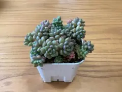 桃様 リクエスト 4点 まとめ商品