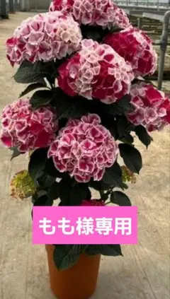 ☆塩原花園☆新品種☆ザクロ　超レア☆4.5号鉢☆4月末〜発送☆ ☆塩原花園☆新品種☆ザクロ 超レア☆4.5号鉢☆4月末〜発送☆ - メルカリ