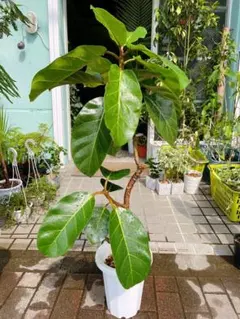 希少種❗フィカス・ジョイハート曲‼️ゴムの木観葉植物！幹太高さ115