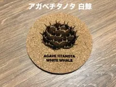アガベ チタノタ 白鯨 コルクコースター