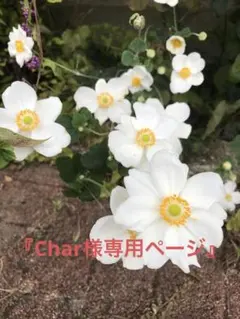 こちらは『Char様専用ページ』です。