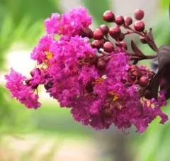 【希少・樹齢約50年】サルスベリの幹　白（伐採済） 2025年最新】サルスベリ 白の人気アイテム - メルカリ