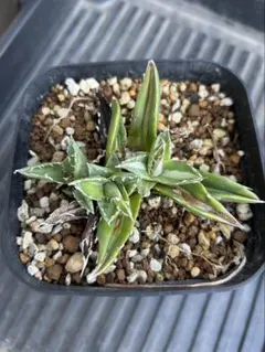 2025年最新】ホリダ 白中斑の人気アイテム - メルカリ