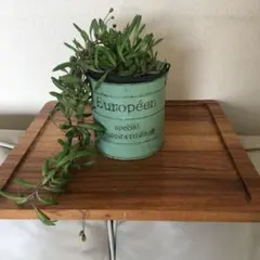 グリーンネックレス　ルビーネックレス　多肉植物　観葉植物　インテリアガーデニング