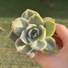 ラブリーローズ　多肉植物 エケベリア 観葉植物