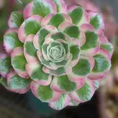 2026年最新】多肉植物 アエオニウムの人気アイテム - メルカリ