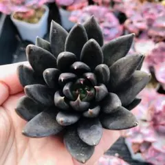 masa様 リクエスト 2点 まとめ商品