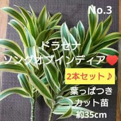 No.5【2本セット♪】ドラセナ ソングオブインディア♥️約35cm&約30cm