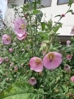 れもん様 リクエスト 2点 まとめ商品