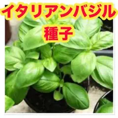 紫音様 リクエスト 5点 まとめ商品