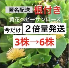 ❸c2黄色の花が咲く❣ベビーサンローズ‼直ぐ増える⛳️初心者向き☆のサムネイル