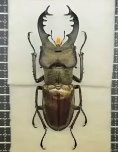 赤系　ミクラミヤマクワガタ標本♂3頭セット 標本】3型セット！北海道産ミヤマクワガタ 昆虫標本 - メルカリ