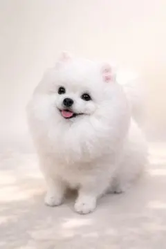 羊毛フェルト　にこにこポメラニアン　クリーム 羊毛フェルト 羊毛犬 にこにこポメラニアン クリームホワイト - メルカリ
