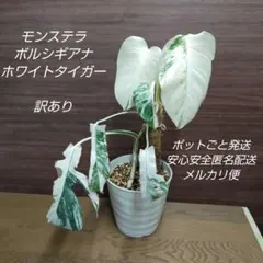 2025年最新】観葉植物の人気アイテム - メルカリ