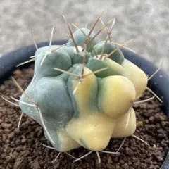黒王丸 自根 自家繁殖苗 サボテン 多肉植物 - メルカリ