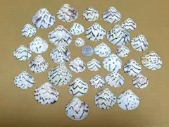 貝殻　マルオミナエシ