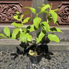 木成りレモン10kg特別栽培愛媛産 - メルカリ