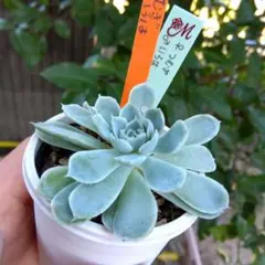 2025年最新】miya苗の人気アイテム - メルカリ