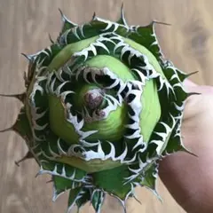 2026年最新】アガベ ホリダ 大株の人気アイテム - メルカリ