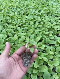 いっさ様専用ミニ白菜苗 品種まいこ 40株