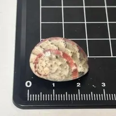 貝殻標本 小さな貝殻 ヤドカリのお宿 置物