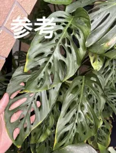 【希少植物】 モンステラ オブリクア ムユナ トワ 希少植物】 モンステラ オブリクア ムユナ トワ