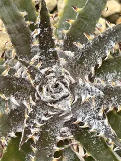 ディッキア ビルベイカー Dyckia tracking code GDD ⑴ - メルカリ