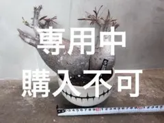 2026年最新】バリエム 鉢の人気アイテム - メルカリ
