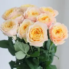 バラ苗 人気 切花品種 接木 - メルカリ