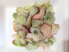 多肉植物　葉挿し　エケベリア　60枚+α
