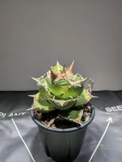 アガベ チタノタ スーパーチタノタ CACTUS GREEN pic5以降の中株
