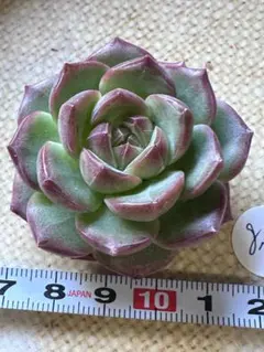 ミ*マ様 No.g783新品種　札落ち品　エケベリア　多肉植物　撮影11月30日